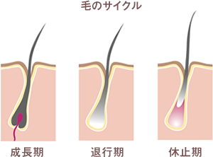 毛のサイクル